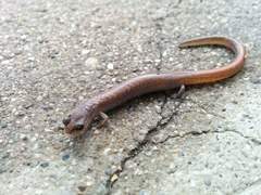 Batrachoseps major major