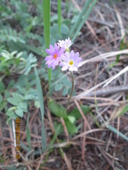 Primula longiscapa
