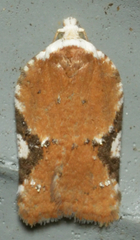 Acleris cervinana