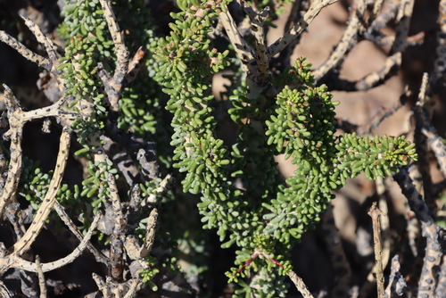 Portulacaria namaquensis
