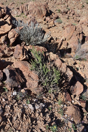 Portulacaria namaquensis