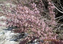 Tamarix laxa