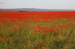 Papaver pavoninum