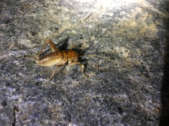 Ceuthophilus hesperus