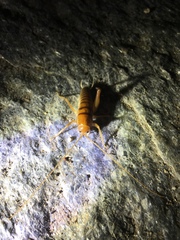 Ceuthophilus hesperus