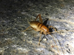 Ceuthophilus hesperus