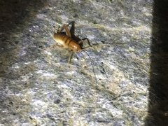 Ceuthophilus hesperus