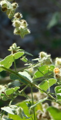 Pseudabutilon