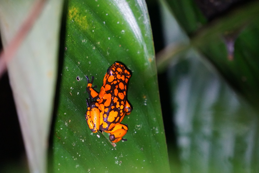 Oophaga solanensis in September 2023 by Jorge Aguilera · iNaturalist