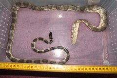 King's Seasnake photo 5