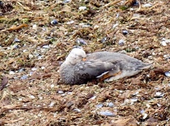 Tachyeres brachypterus