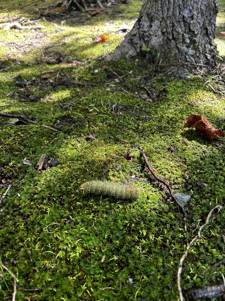 Imperial Moth from Canoe House Rd, Jamaica, VA, US on September 19