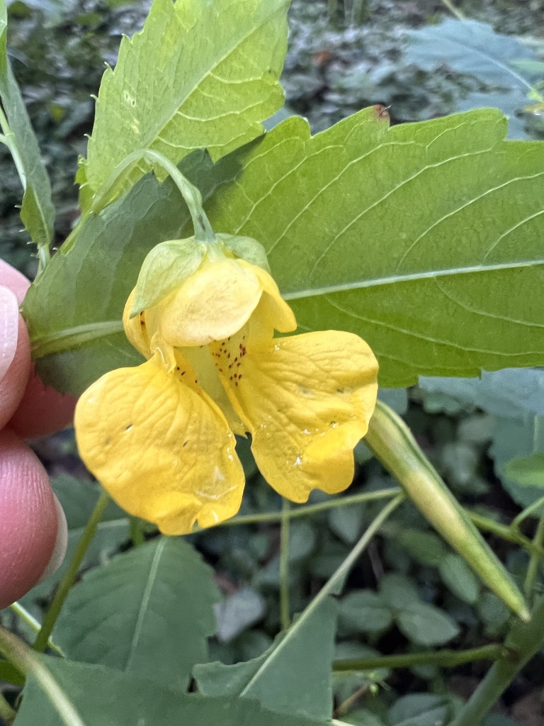 pale jewelweed from Cabin John Local Park, Cabin John, MD, US on