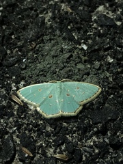Comostola meritaria