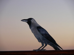 Corvus splendens