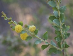 Acacia translucens