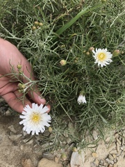 Malacothrix saxatilis implicata