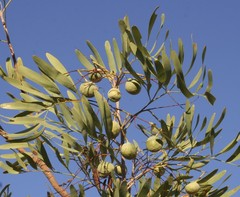 Grevillea heliosperma