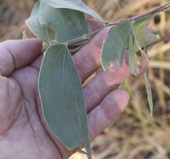 Acacia tumida