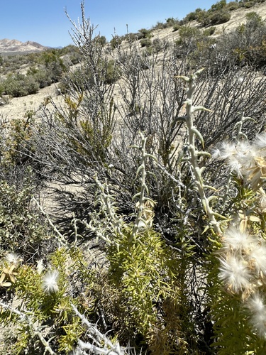 Image of Tetradymia spinosa by (c) Matt Berger, some rights reserved (CC BY)