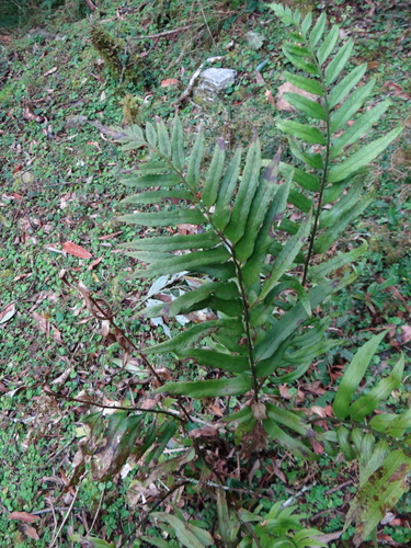 Polystichum hookerianum, photograph 4