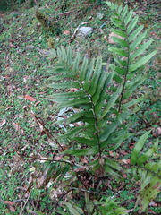 (c) 呂一起(Lyu yi-chi), some rights reserved (CC BY) Polystichum hookerianum, photograph (c) 呂一起(Lyu yi-chi), some rights reserved (CC BY)