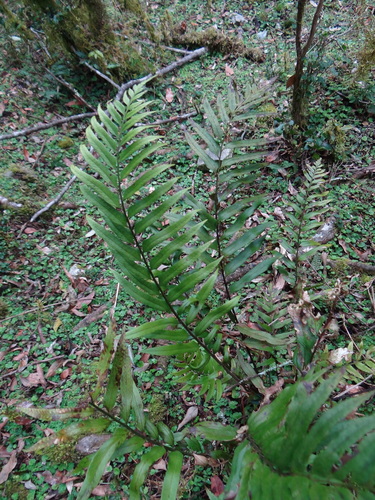 Polystichum hookerianum, photograph 3
