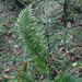 Hooker's Holly Fern - Photo (c) 呂一起(Lu i-chi), some rights reserved (CC BY), uploaded by 呂一起(Lu i-chi)