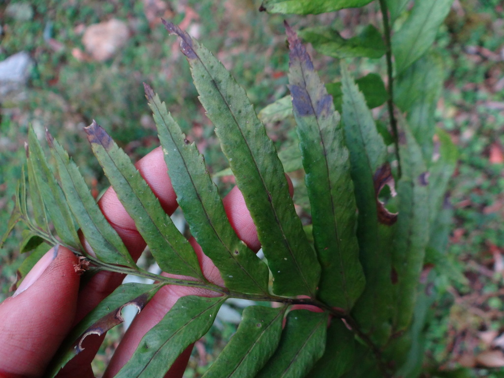 Polystichum hookerianum; photograph (c) 呂一起(Lyu yi-chi), some rights reserved (CC BY)