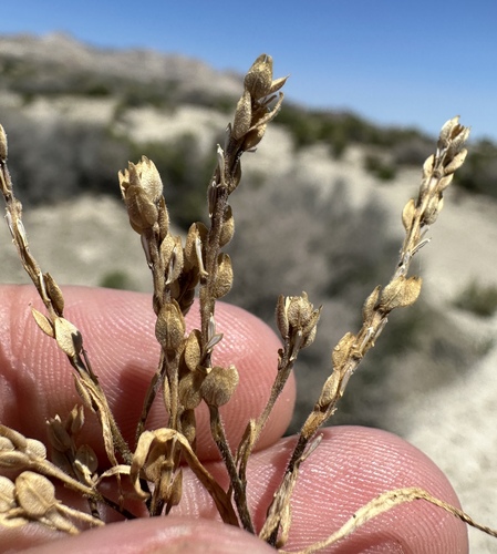 Image of Lepidium dictyotum by (c) Matt Berger, some rights reserved (CC BY)