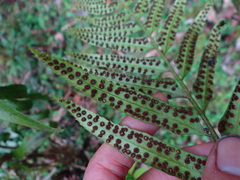 (c) 呂一起(Lyu yi-chi), some rights reserved (CC BY) Polystichum hookerianum, photograph (c) 呂一起(Lyu yi-chi), some rights reserved (CC BY)