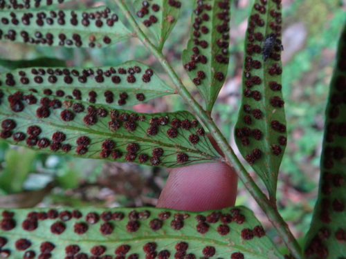 Polystichum hookerianum, photograph 6