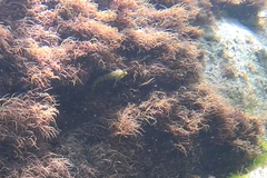 Helcogramma decurrens