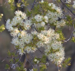 Verticordia verticillata
