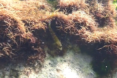 Helcogramma decurrens