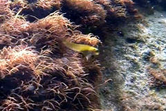 Helcogramma decurrens
