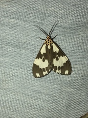 Nyctemera carissima