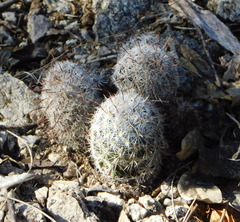 Mammillaria sheldonii