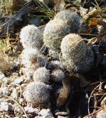 Mammillaria sheldonii
