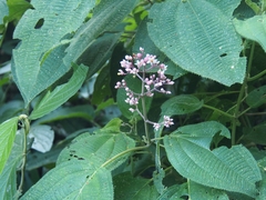 Miconieae