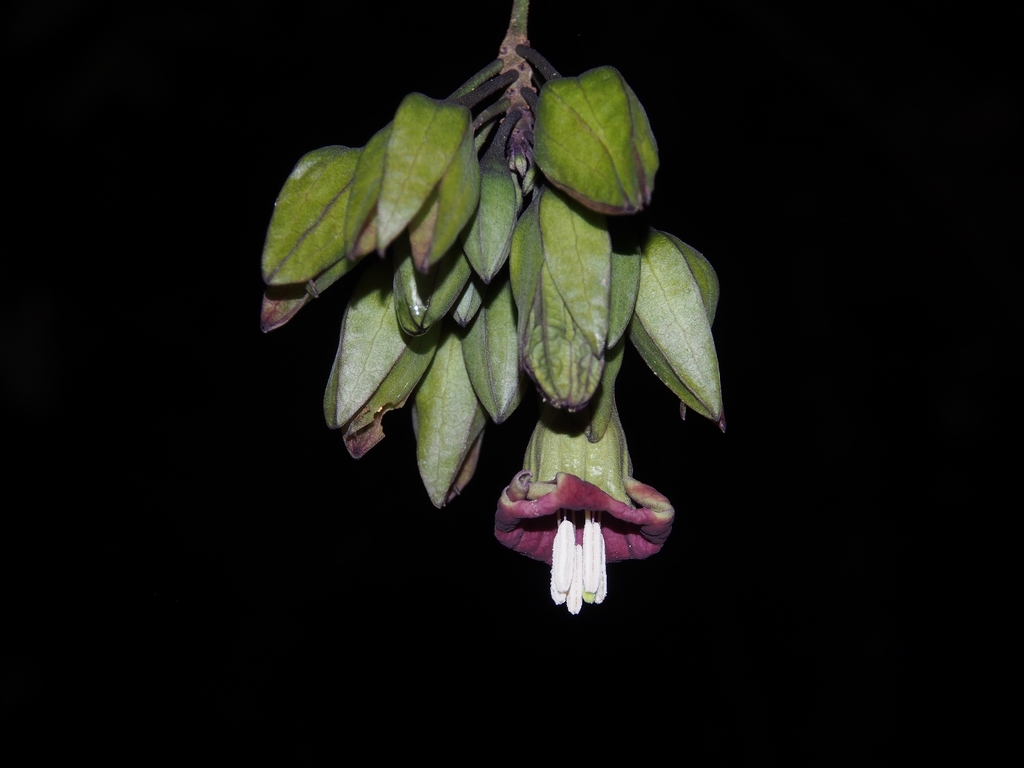 Merinthopodium