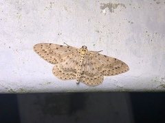 Percnia fumidaria