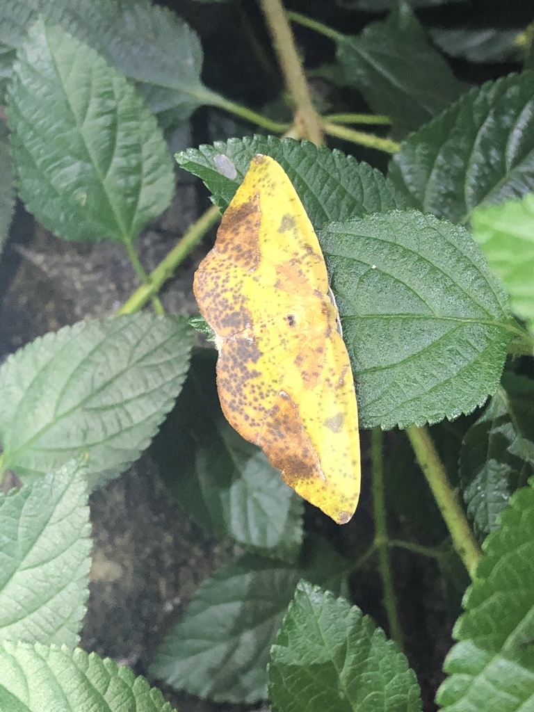 Omiza pachiaria
