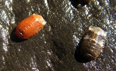 Gnorimosphaeroma oregonense