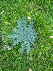 Cirsium vulgare