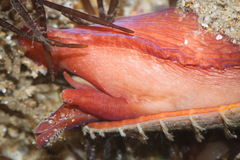 Conus biliosus image