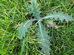 Cirsium vulgare