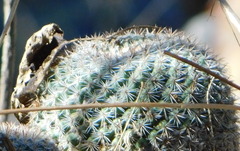 Mammillaria standleyi