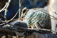 Mammillaria standleyi