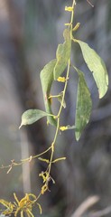 Acacia difficilis